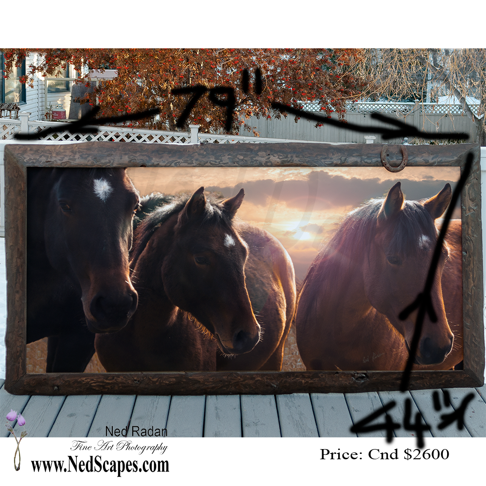 Horses at Sunset
