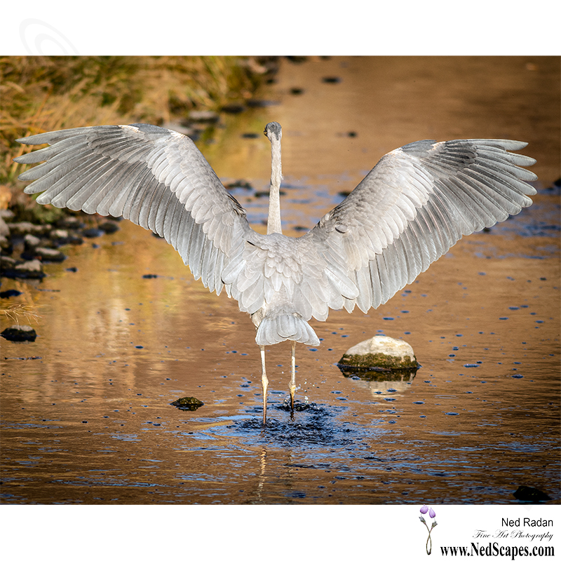 Alberta Birds