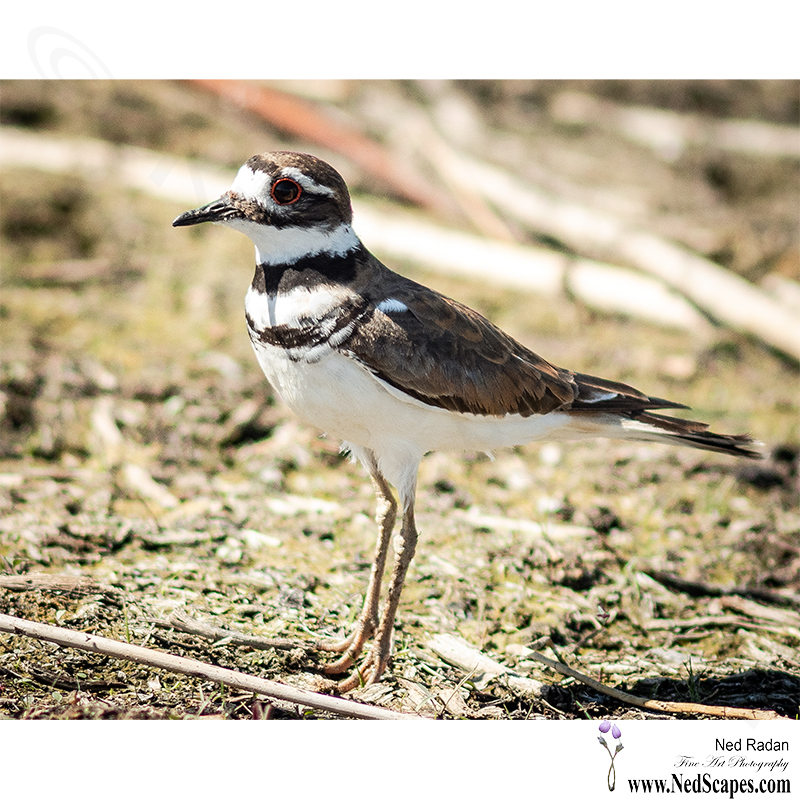 Alberta Birds