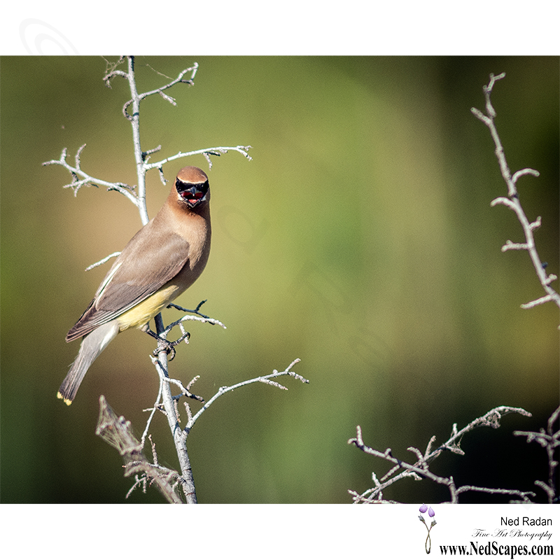 Alberta Birds