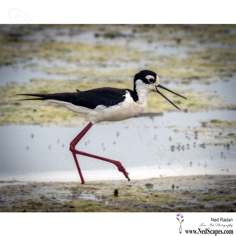 Alberta Birds