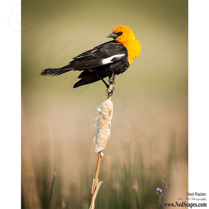 Alberta Birds