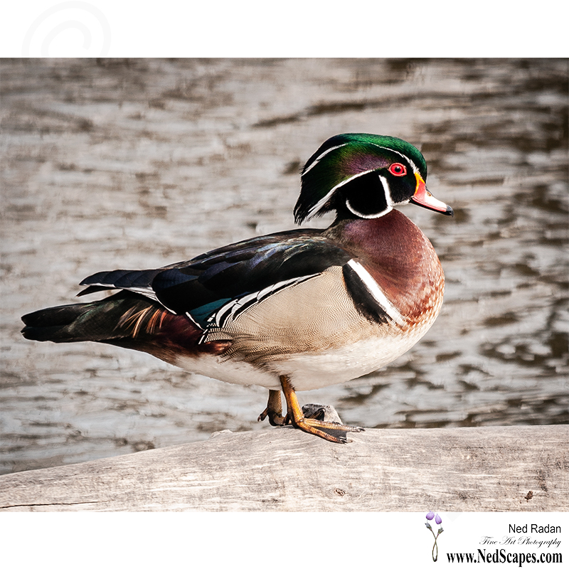 Alberta Birds