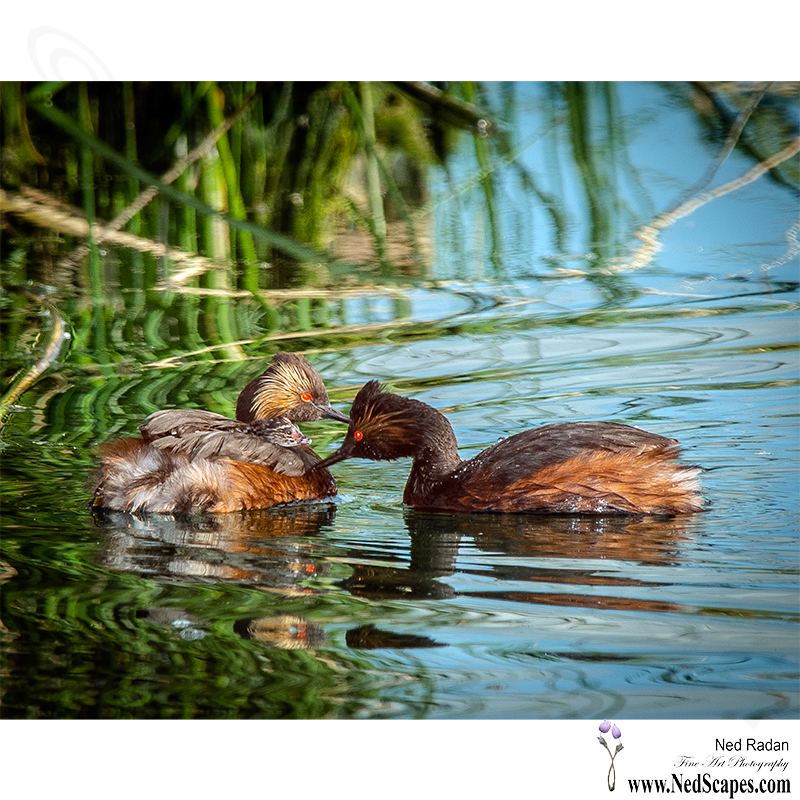 Alberta Birds