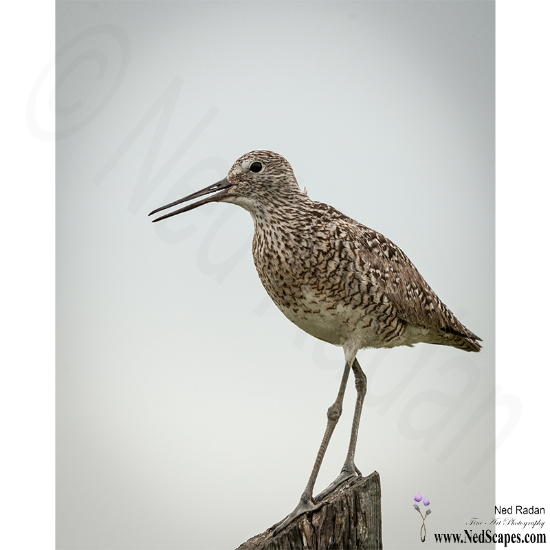 Alberta Birds